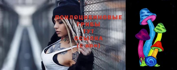 хмурый Аркадак