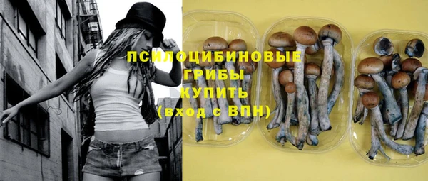 хмурый Аркадак